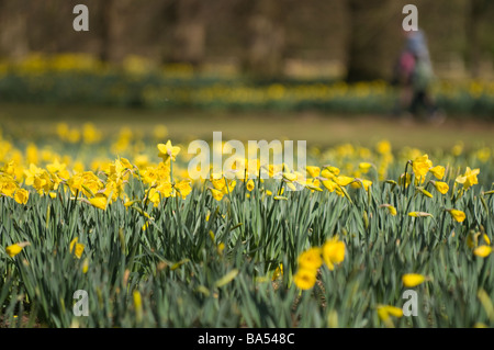 Frühling-Narzissen im Nowton Park in Bury St Edmunds Stockfoto