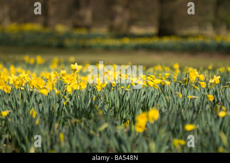 Frühling-Narzissen im Nowton Park in Bury St Edmunds Stockfoto