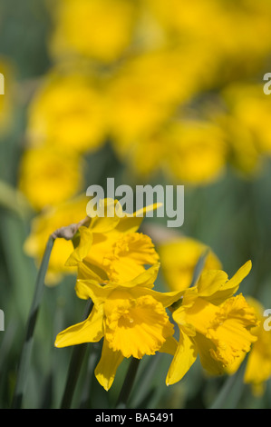 Frühling-Narzissen im Nowton Park in Bury St Edmunds Stockfoto