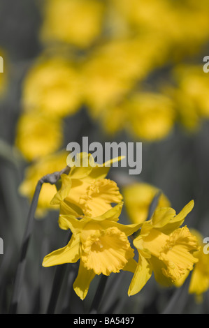 Frühling-Narzissen im Nowton Park in Bury St Edmunds Stockfoto