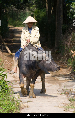 Vietnamesische Landwirt Reiten einen Wasserbüffel in der Nähe von Hue, Vietnam Stockfoto