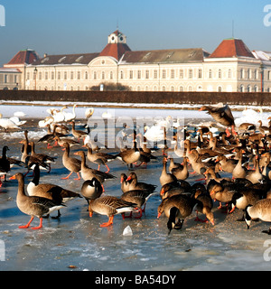 Kanadische Gänse auf dem zugefrorenen See von Nymphenburg Palace Munich Bavaria Germany Stockfoto