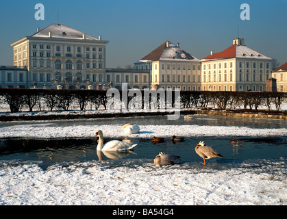 Kanadische Gänse und weiße Schwäne auf dem zugefrorenen See von Nymphenburg Palace Munich Bavaria Germany Stockfoto