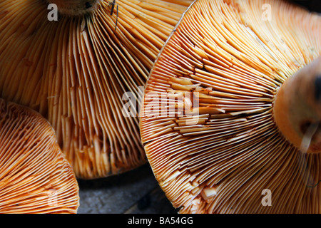Pilze in den Alpen gesammelt: Detail Stockfoto