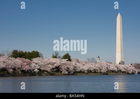 Washington Monument und Kirschblüten um Tidal Basin, Washington, D. C. Stockfoto