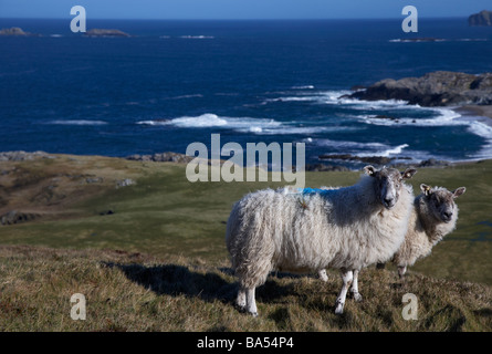 zwei Schafe in einem abgelegenen Feld neben der Küste von Malin Head auf Inishowen Halbinsel Grafschaft Donegal Irland Stockfoto