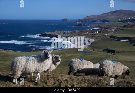 Schafherde in einem abgelegenen Feld neben der Küste von Malin Head auf Inishowen Halbinsel Grafschaft Donegal Irland Stockfoto