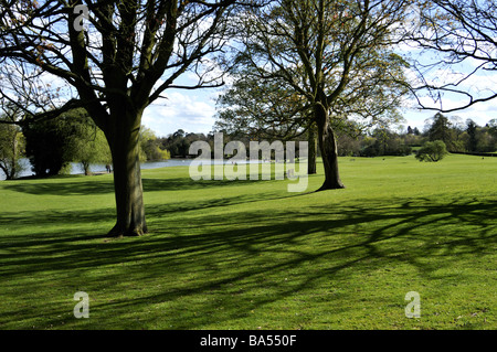 Frühling in Verulamium Park St Albans UK Stockfoto