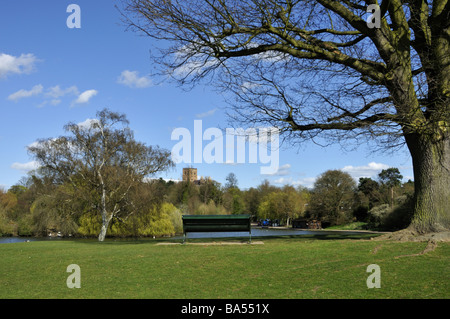 Frühling in Verulamium Park St Albans UK Stockfoto