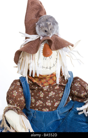 Winter-weißer Zwerg-Hamster mit einer Vogelscheuche Stockfoto