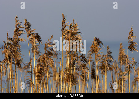 gemeinsamen Reed Köpfe und die Stiele in das Wasser des Lough Neagh Grafschaft Armagh Nordirland Vereinigtes Königreich Stockfoto