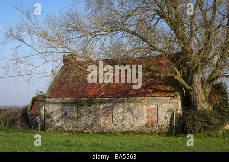 alten zugemauert Mennige Zinn überdachten alten irischen Bauern Landhaus überwuchert von riesigen Baum in Ackerland Grafschaft Armagh Irland Stockfoto
