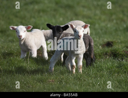 Frühjahr Lämmer in einem Feld Blickkontakt Grafschaft Armagh Nordirland Vereinigtes Königreich Stockfoto