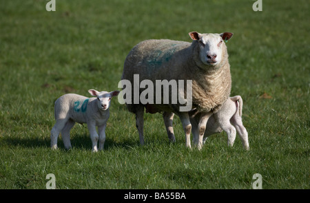 Frühjahr Lämmer mit Mutter Ewe Fütterung in einem Feld Grafschaft Armagh Nordirland Vereinigtes Königreich Stockfoto