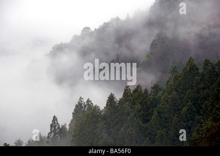 Erhöhung der Nebel durch die Bäume in Japan Iya Vally Stockfoto