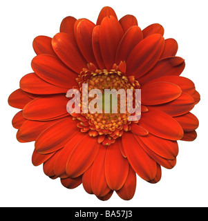 Rote Gerbera auf weißem Hintergrund Stockfoto