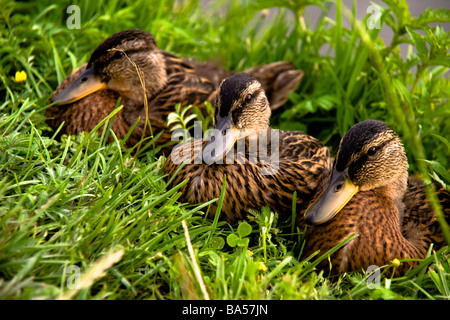 Familie von Entenküken auf dem grünen Rasen Stockfoto