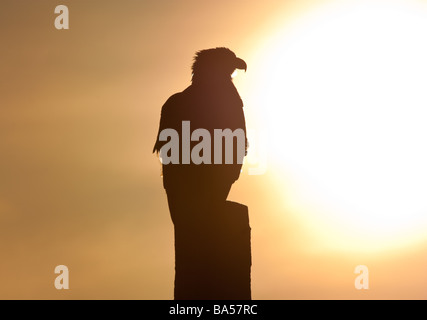 Weißkopf-Seeadler Silhouette gegen die untergehende Sonne Stockfoto