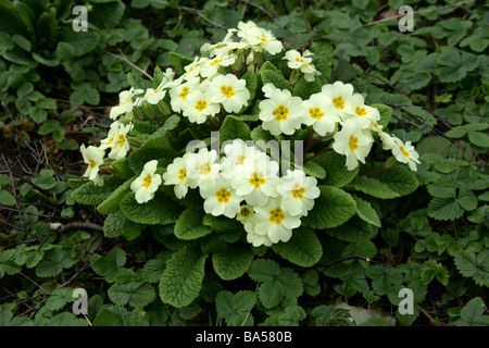 Gemeinsamen Primel Primula Vulgaris Primulaceae britische wilde Blume Stockfoto