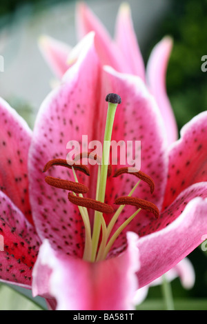 Lilium hybride Lilie Stargazer rosa und weiß Stockfoto