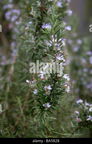 Rosmarin, Rosmarinus Officinalis, Lamiaceae Stockfoto