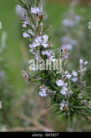 Rosmarin, Rosmarinus Officinalis, Lamiaceae Stockfoto