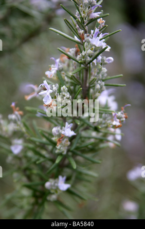 Rosmarin, Rosmarinus Officinalis, Lamiaceae Stockfoto