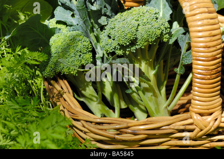 Home Bio Zwerg Brokkoli Köpfe in einem traditionellen Korb gewachsen. Stockfoto