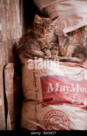 Streunende Katzen Kätzchen in einer ruhigen Ecke der Souks in der Medina, Marrakesch Stockfoto