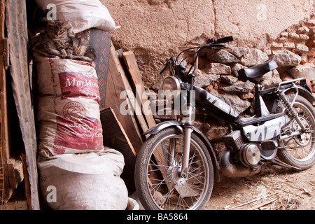 Streunende Katzen Kätzchen in einer ruhigen Ecke der Souks in der Medina, Marrakesch Stockfoto