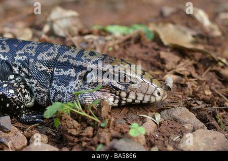 Nahaufnahme des Kopfes eines argentinischen Black und White Tego (Tupinambis Merianae) am Iguaçu-Wasserfälle, Argentinien. Stockfoto