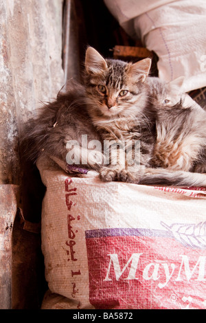 Streunende Katzen Kätzchen in einer ruhigen Ecke der Souks in der Medina, Marrakesch Stockfoto