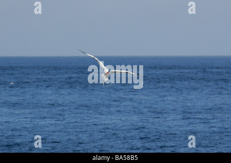 Rot-billed Tropicbird im Flug, Phaethon Aethereus, Phaethontidae, Espanola Insel, Galapagos-Inseln, Ecuador, Südamerika Stockfoto