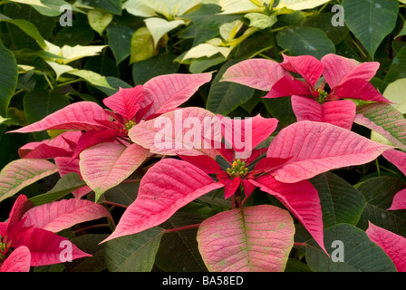 Weihnachtsstern Euphorbia Pulcherrima, Weihnachtsstern, Euphorbiaceae Pflanzen Pflanzen Hortocultural Blume Blumen Horizontal Roberto Nis Stockfoto