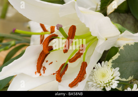 Pollen auf die Staubblätter ein Oster-Lilie Lilium anmutende weiße Ostern Lilien Stockfoto