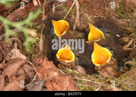 Robin Küken im nest Stockfoto