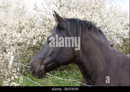 Dunkle Bucht Pony mit Blackthorn Blüte Stockfoto