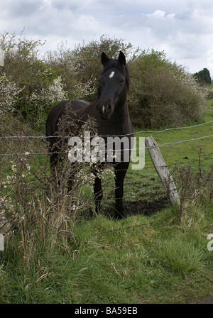 Dunkle Bucht Pony mit Blackthorn Blüte Stockfoto