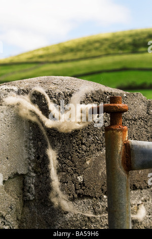ein Stück Wolle, die auf dem Zaun außerhalb einer Schafe Weide in der Dingle Peninsula County Kerry Irland gefangen bekommen hat Stockfoto