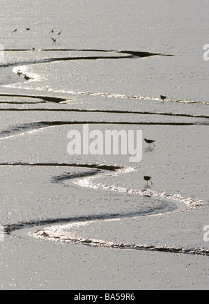 Salzwiesen Creek und gemeinsame Rotschenkel Tringa Totanus auf inter Gezeiten Wattenmeer Norfolk März Stockfoto