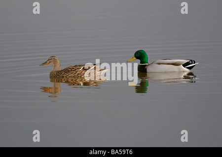 Stockente Anas Platyrhynchos und Drake im Frühjahr Gefieder Stockfoto