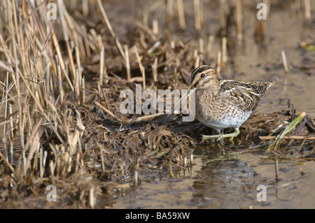 Gemeinsamen Schnepfen Gallinago Gallinago Erwachsenen Fütterung am Rand des Schilfbeetes Norfolk März Stockfoto