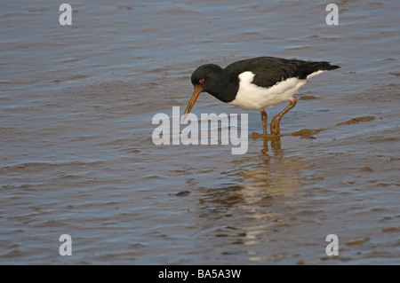 Austernfischer Haematopus Ostralegus Erwachsene auf inter Gezeiten Wattenmeer Norfolk März Stockfoto