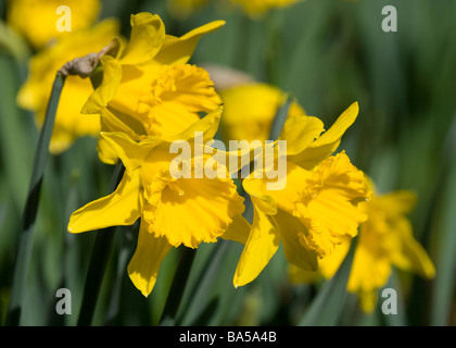 Frühling-Narzissen im Nowton Park in Bury St Edmunds Stockfoto