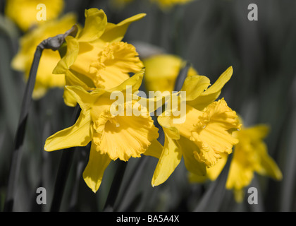 Frühling-Narzissen im Nowton Park in Bury St Edmunds Stockfoto