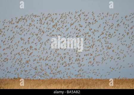 Herde der Goldregenpfeifer Pluvialis Apricaria im Flug im Cley Marshes Naturreservat in Norfolk März Stockfoto