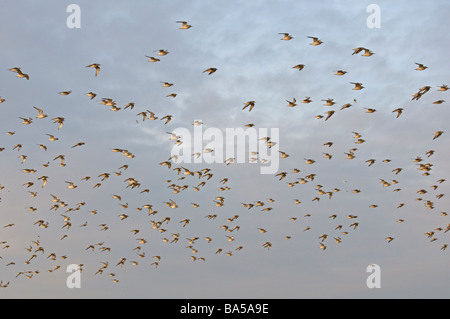 Herde von roten Knoten Calidris Canutus im Flug bei Hochwasser auf die Wäsche Snettisham RSPB reserve Norfolk März Stockfoto