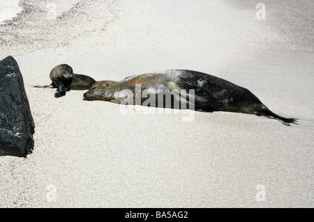 Schlafen, Galapagos-Seelöwen und Pup, Zalophus Wollebaeki, Espanola Insel, Galapagos-Archipel, Ecuador Stockfoto