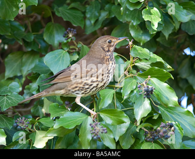 Singdrossel Turdus Philomelos auf Efeu Hedera Helix Bedfordshire April Stockfoto