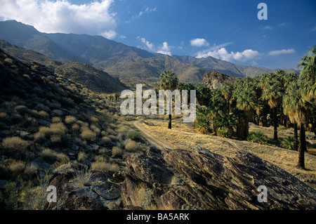 Native American Canyons, Andreas Canyon Abschnitt Palm Springs California USA Stockfoto